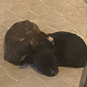 Meet your Posher, Austin